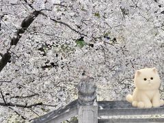 -苏州上方山国家森林公园