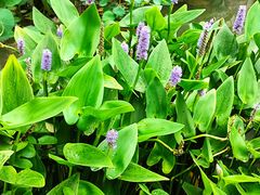 -常州古运河南大街文化旅游区-人民公园