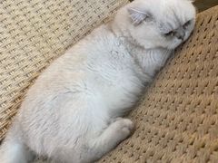 -喵屿·大理花园猫咖