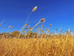 -野鸭湖国家湿地公园
