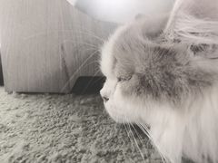 -猫和宫(六道口店)