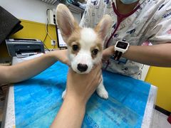 -瑞派·爱瑞可动物医院·口腔专科(广华新城分院)