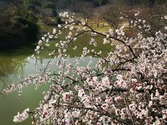 -苏州上方山国家森林公园