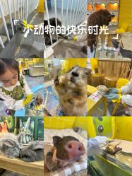 -神奇动物撸宠馆·羊驼·小浣熊·异宠(豫园店)