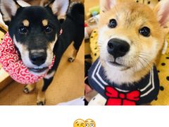 -豆柴町-柴犬主题狗咖(红鼎国际C座店)