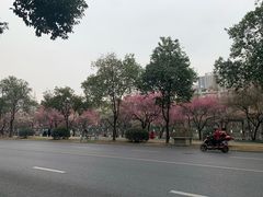 -成都市活水公园