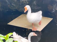 -优之名鹅城