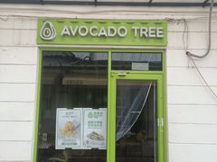-油梨树AVOCADO TREE(顺义新国展店)