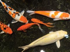 -聚宝源(牛街创始店)