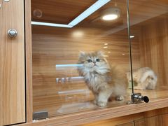 -猫十亿·布偶金渐层·曼基康矮脚猫舍(青年路店)