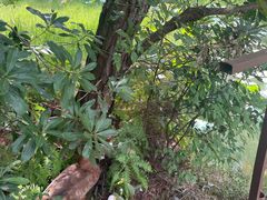 -仙店农庄(湖景农庄餐厅)