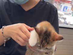 -芭比堂动物医院·心脏科·老年急重症·夜诊·吉雅分院