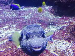 -迪拜帆船酒店海底餐厅