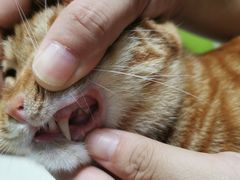 -东莞宠友24H宠物中心医院·转诊夜诊·异宠(新河北路院)