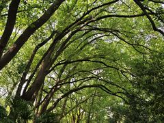 -上海佘山国家森林公园天马山园