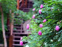 -九如山休闲旅游度假区