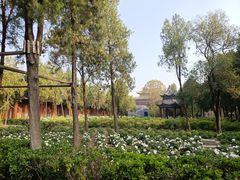 -洛阳白马寺