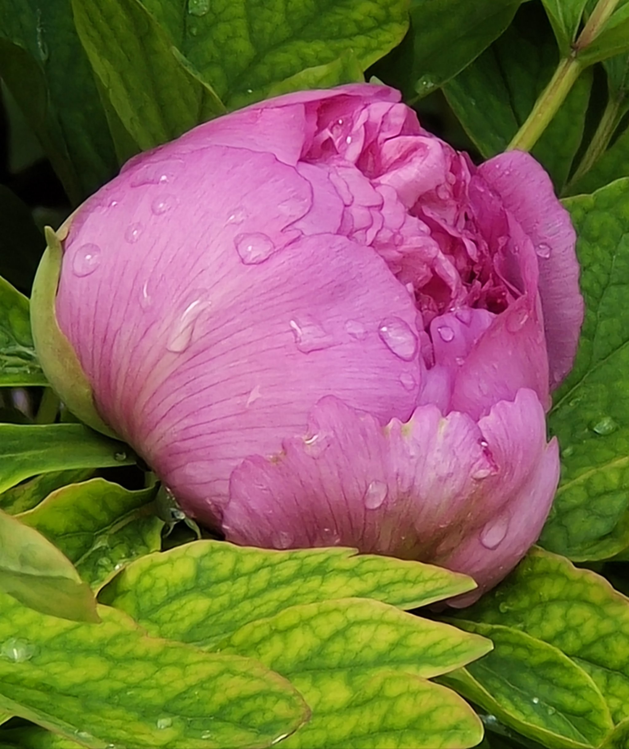 谷雨花牡丹
