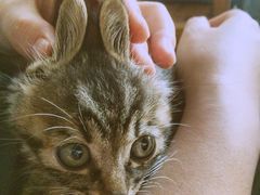 康旭宠物医院-康旭宠物医院(郑州总院)