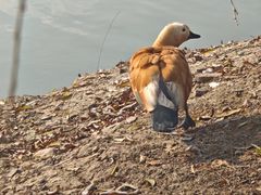 -长兴太湖图影湿地文化园