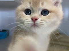 -东方名猫馆·英短金渐层布偶猫舍(环线广场1号楼店)