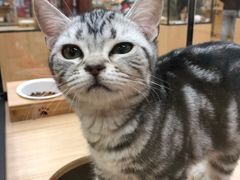 -袖虎猫馆(十亩地店)