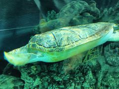 -上海海洋水族馆