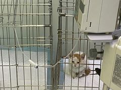 -中农大我爱我爱动物医院(甜水园店)