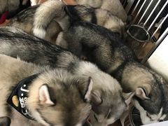 -Husky Go! 哈士奇体验馆·宠物咖啡厅狗咖