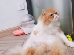 -酷豆宠物咖啡·宠物美食·撸猫馆