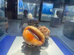 -贝壳王国博物馆
