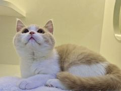 -小猫来了·猫舍(红山六九七九店)