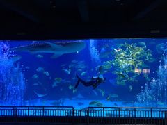 -烟台海昌鲸鲨海洋公园