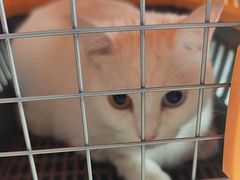 -瑞派福兴宠物医院犬猫全科·骨科·中西医结合(河东店)