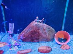 -海合安武汉极地海洋公园