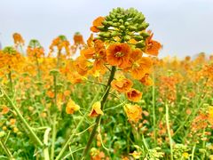 -中国天府农业博览园