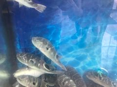 -肆月河豚·新淮扬(金融街店)