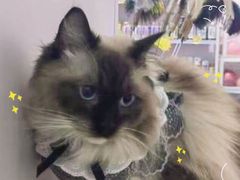 -爱洗澡的猫(望京店)