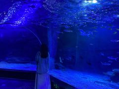 -江和美海洋公园