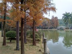 -金花茶公园