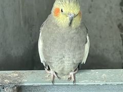 -青藏高原野生动物园