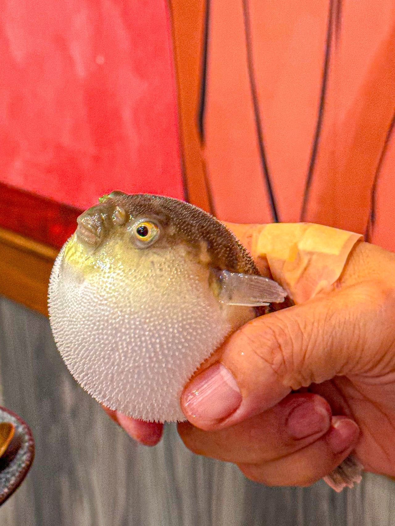 广州真的什么都能吃啊!鲜掉眉毛的河豚煲‼️