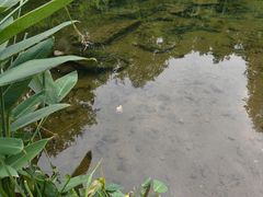 -重庆彩云湖湿地公园