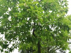 -华南师范大学(广州大学城校区)