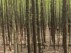 -山王坪喀斯特国家生态公园