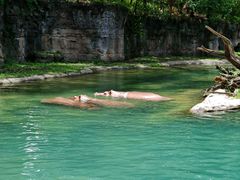 -奥兰多迪士尼动物王国乐园