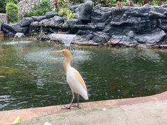 -吉隆坡雀鸟公园