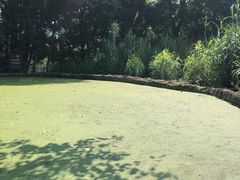 -成都市活水公园