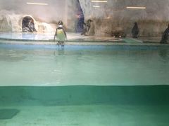 -北戴河圣蓝海洋公园