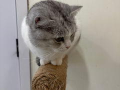 -共舞时光猫咖·狗咖(新街口店)
